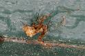 Uloborus_congregabilis_D7103_Z_89_Camping near sewage_Australie